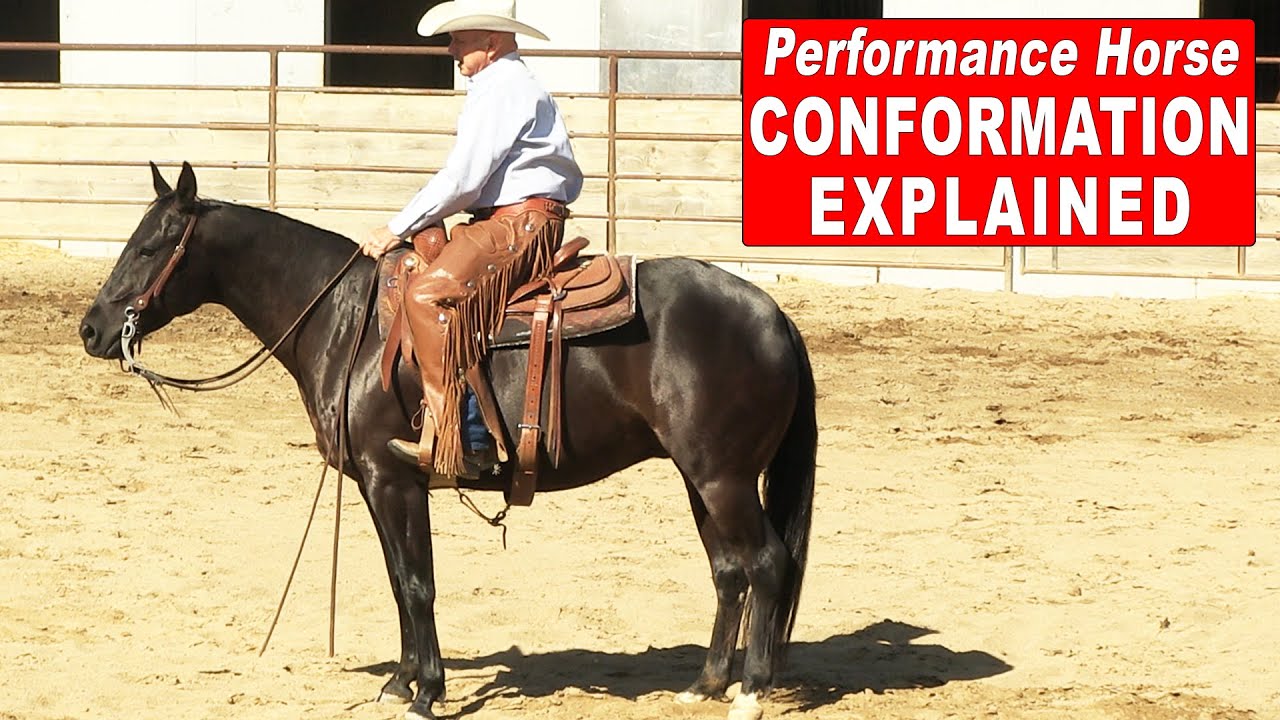 Conformation for Horse Training Explained - Training Reining Horse & Cutting Horse Conformation