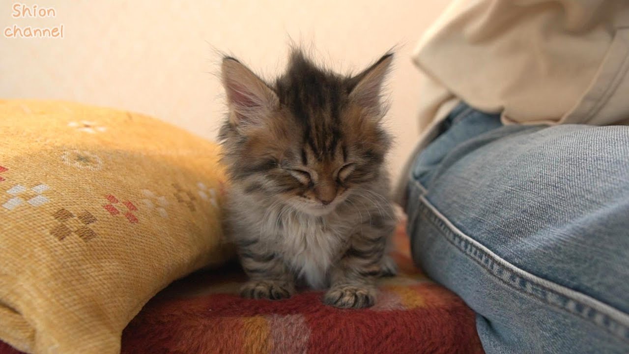 【生後40日】子猫が睡魔と戦ったらこうなりました…