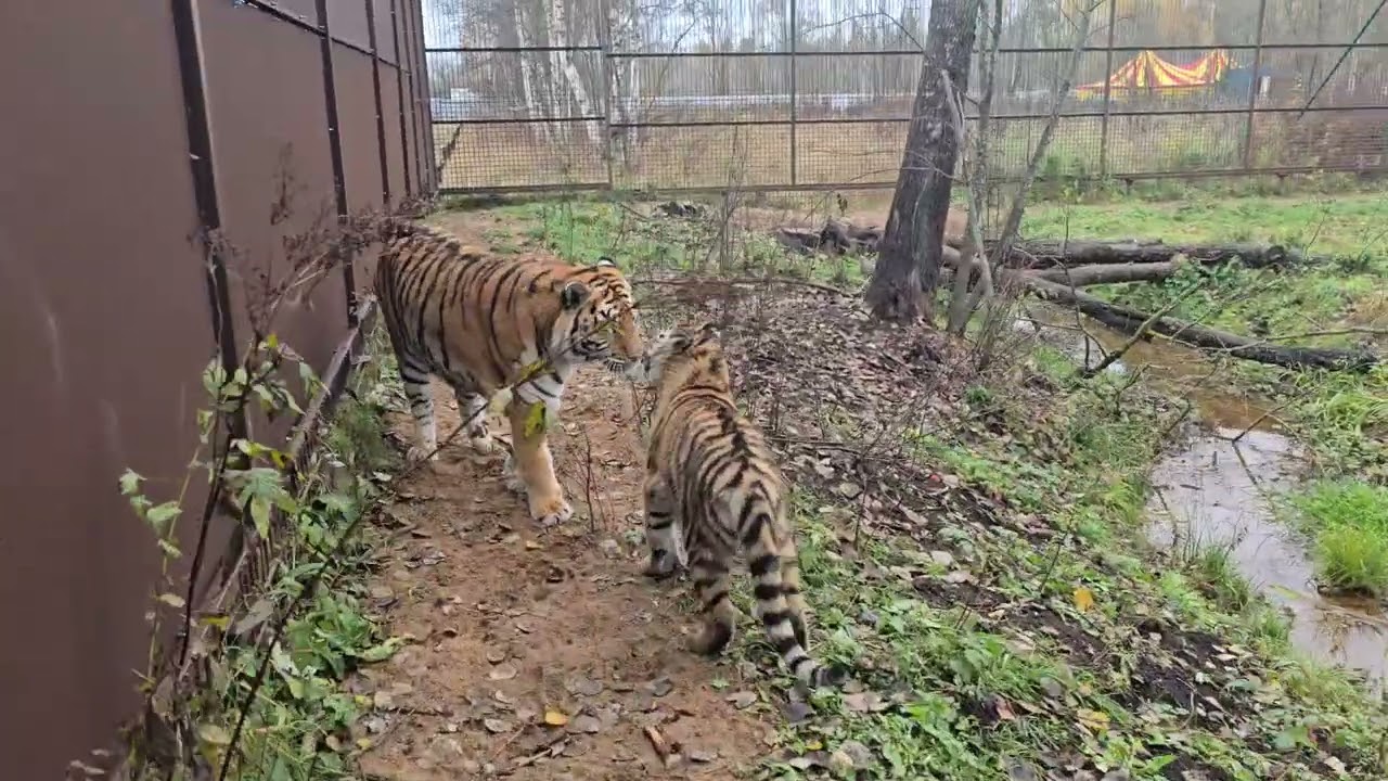 Маленький Тигренок из Луганска наконец-то зашла в вольер в Группу!