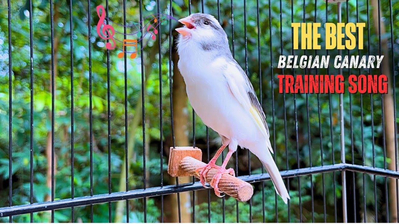 Spanish Timbrado Canary Singing Make Your Canary Never Stop Singing