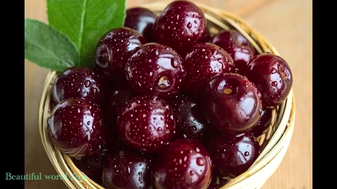 Beautiful cherry orchard🍒🍒