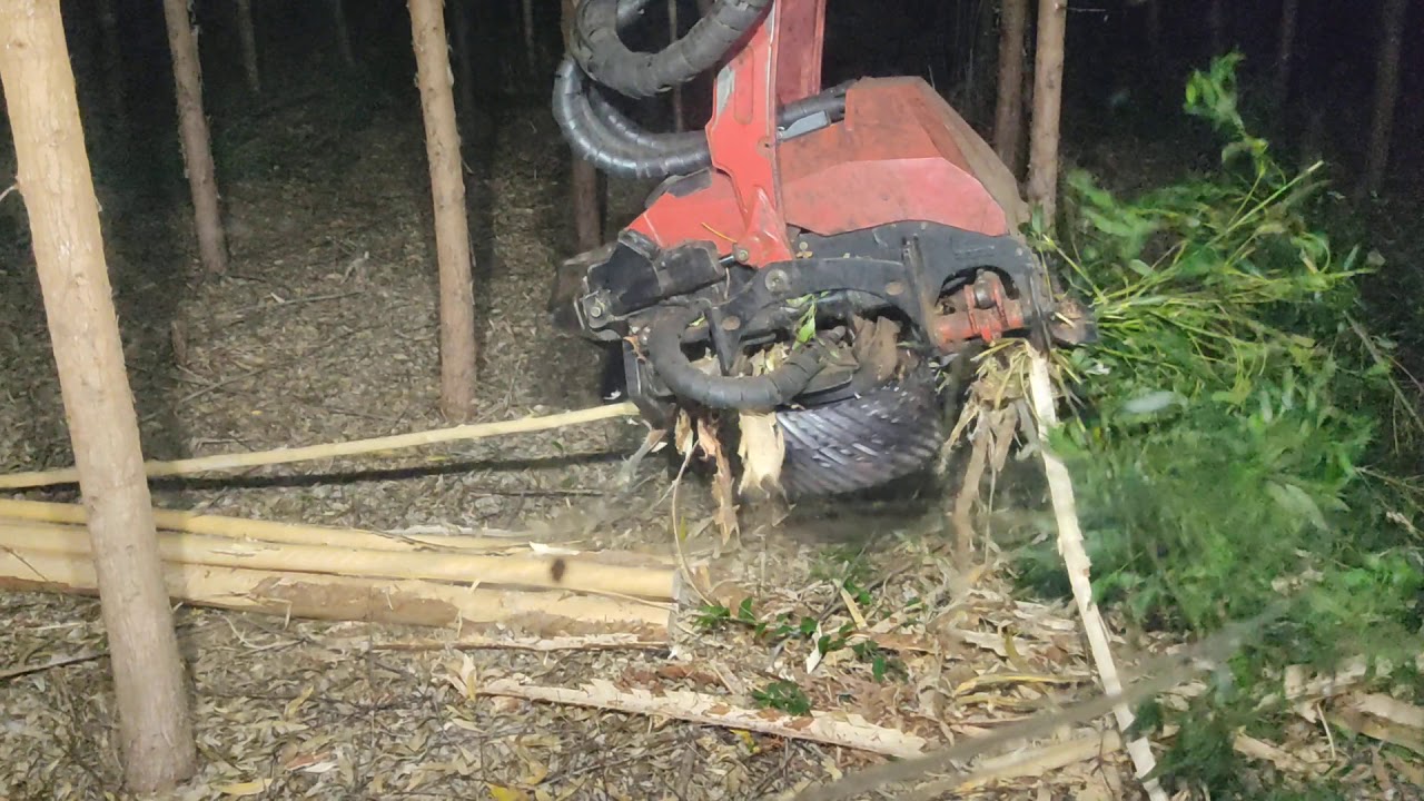 Narrando abate de eucalipto , Operação Harvester.