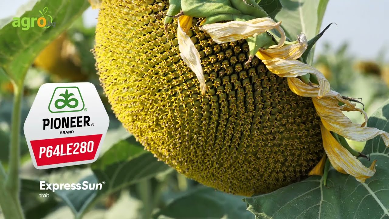 Усъвършенствани слънчогледови хибриди по технологиите ExpressSun® и Clearfield® Plus