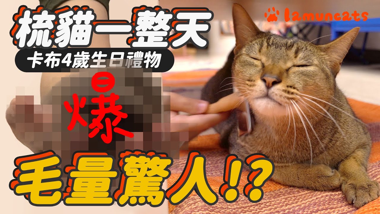 貓一天能梳掉多少廢毛？梳到奴才壞掉！卡布生日企劃┃拉姆有幾噗 ♧