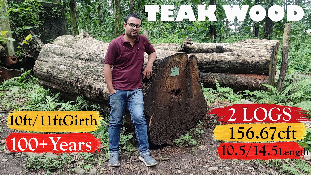 Teak Wood Price ll  Teak Wood Market  ll Tectona Grandis