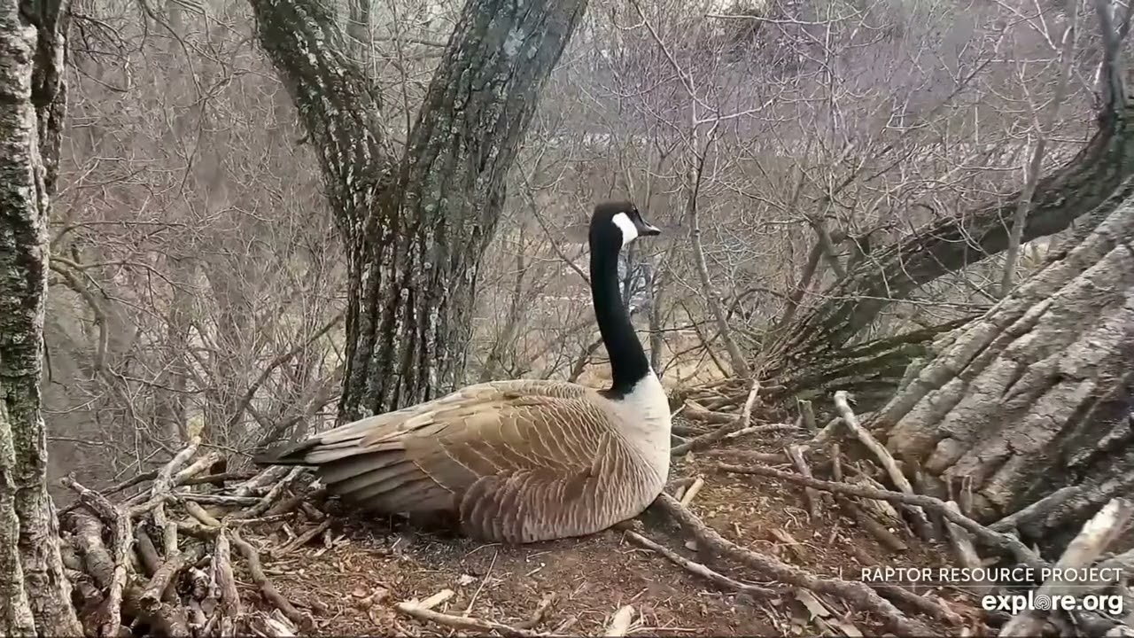 Decorah Eagles 3-9-22, 10 am Goose couple, house hunting?