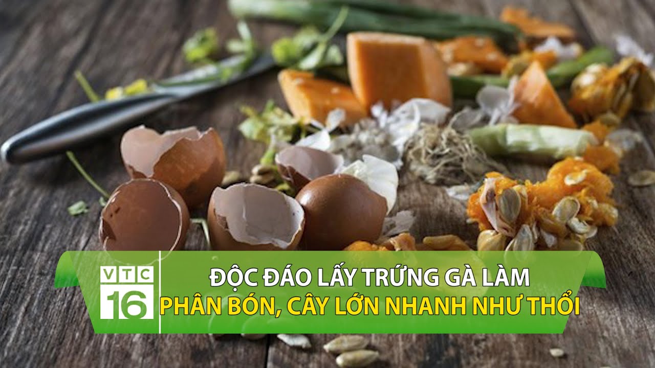 Lấy trứng gà làm phân bón, cây lớn nhanh như thổi | VTC16