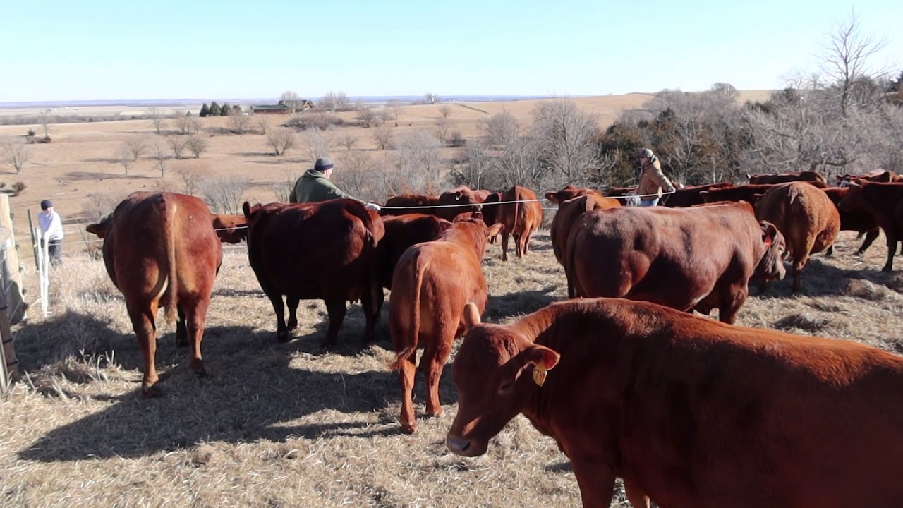 Low Stress Weaning and Sorting of Bull Calves
