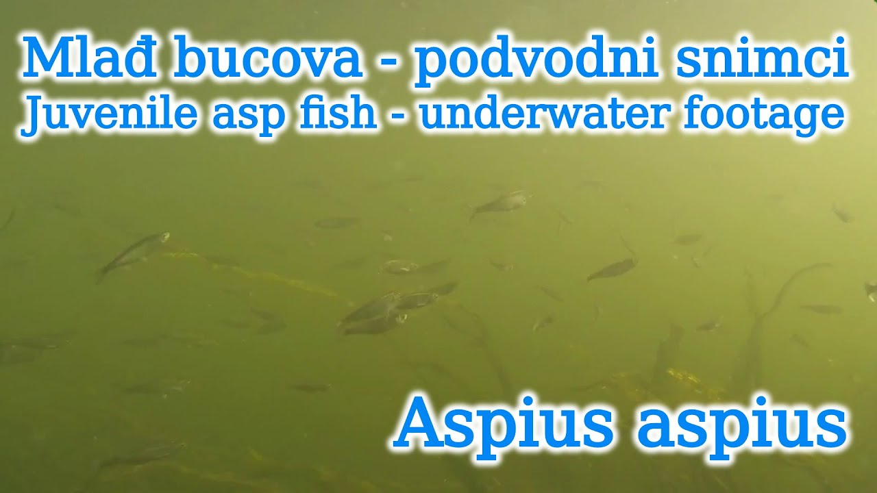 Mlađ bucova - podvodni snimci