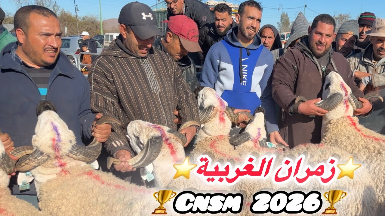 🎥مباشرة من تجمع زمران الغربية🏆👏فيديو رائع يوتق لكم مشاهد وشم فحول كسابة المنطقة❤️❤️🐏 فرجة ممتعة