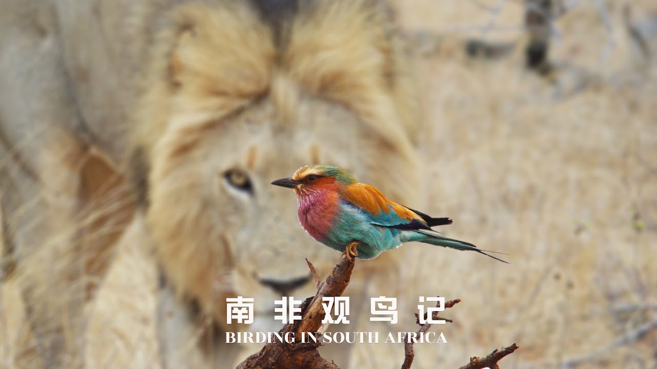 第65集：南非野生大地25种鸟类，多数国内见不到，其中一种美丽却凶残无比
