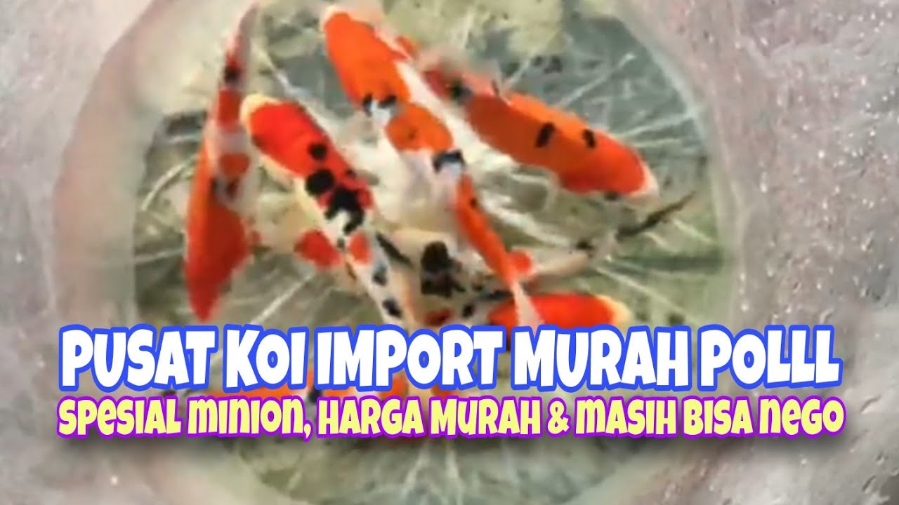 PUSAT KOI IMPORT MURAH DAN MASIH BOLEH KURANG