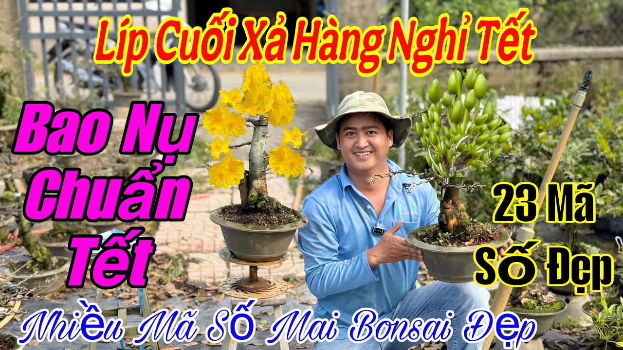 4/2 Vườn xả hàng líp cuối nghỉ tết 🌲💥giá rẻ 💥🌲nhiều mã số mai vàng bonsai 🌲💥☎️ 0339769731 khánh 