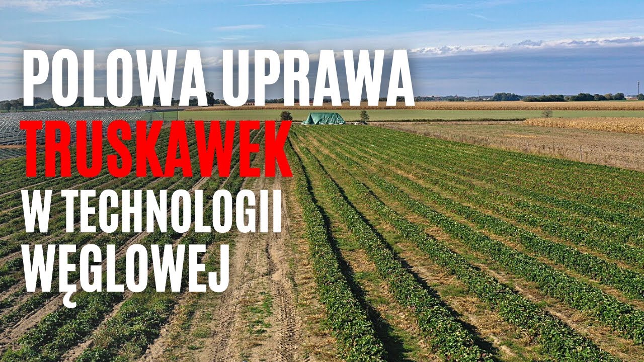 Polowa uprawa truskawek w technologii węglowej