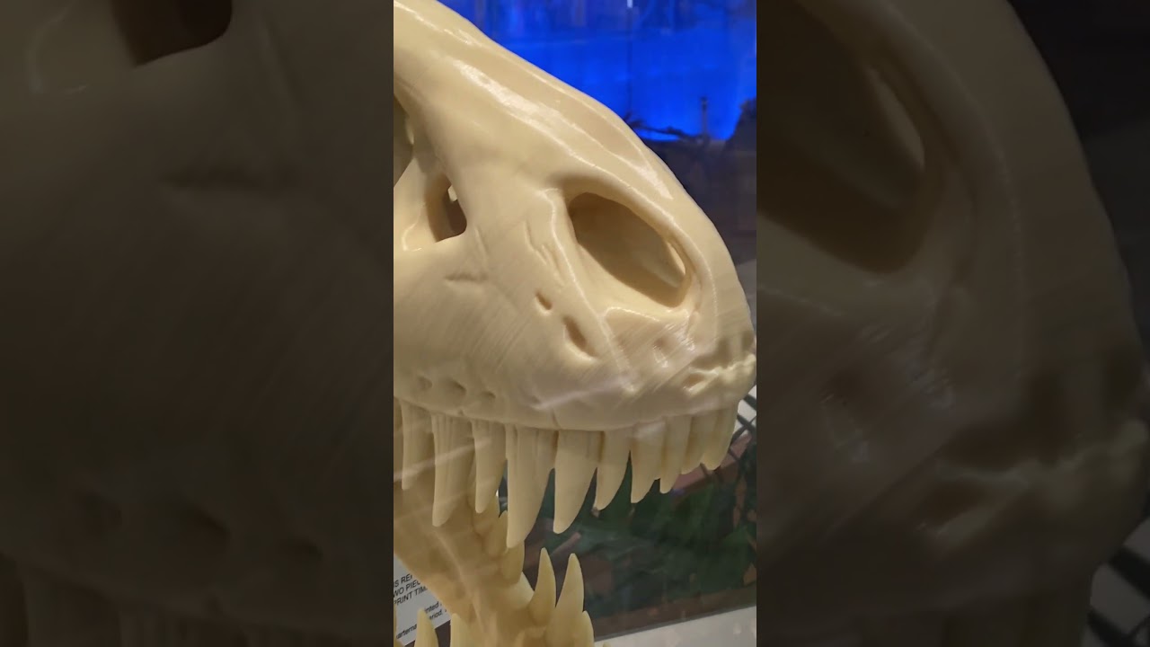 3D Printed T-Rex Skull located in Orlando International Airport