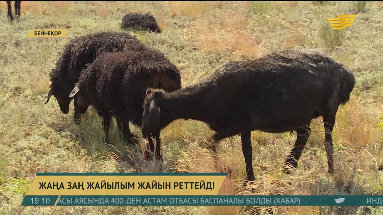 Енді елді мекендердің маңындағы жайылымдар ауыл тұрғындарына қайтарылады
