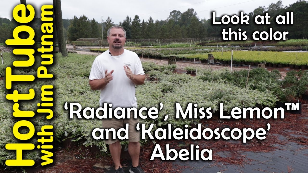 Miss Lemon™, ‘Radiance’, and ‘Kaleidoscope’ Abelia - 🐝🐝🦋🦋