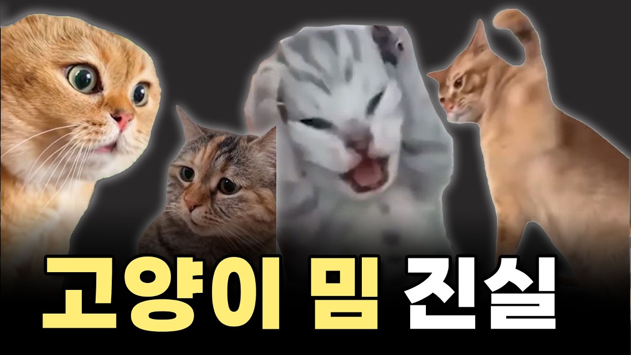 (충격) 수의사 속터지는 릴스 고양이의 진실ㅣ밈야옹철의 짤밈분석