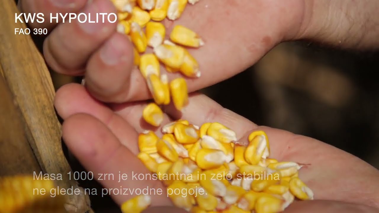 KWS HYPOLITO - ClimaCONTROL3 hibrid koruze