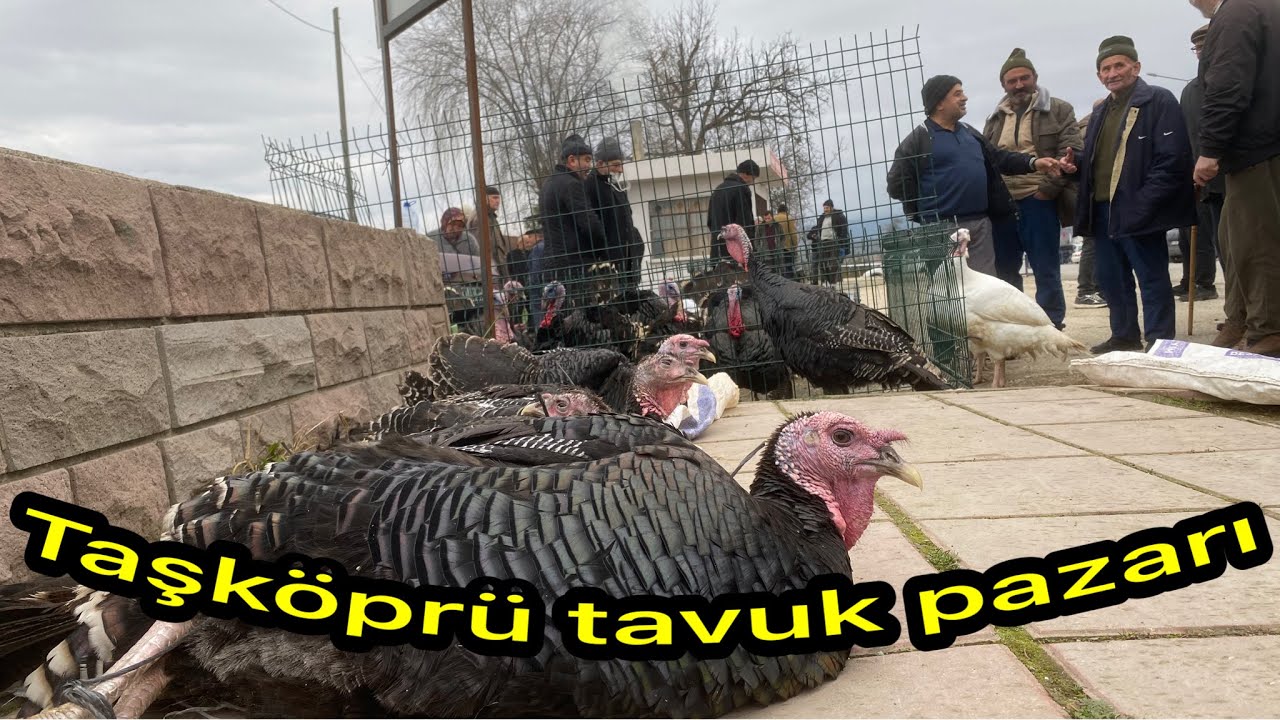 Taşköprü Tavuk Pazarı’nda Yılbaşı Hareketliliği Hindi Kaz Güncel Fiyatlar 🦃🐓