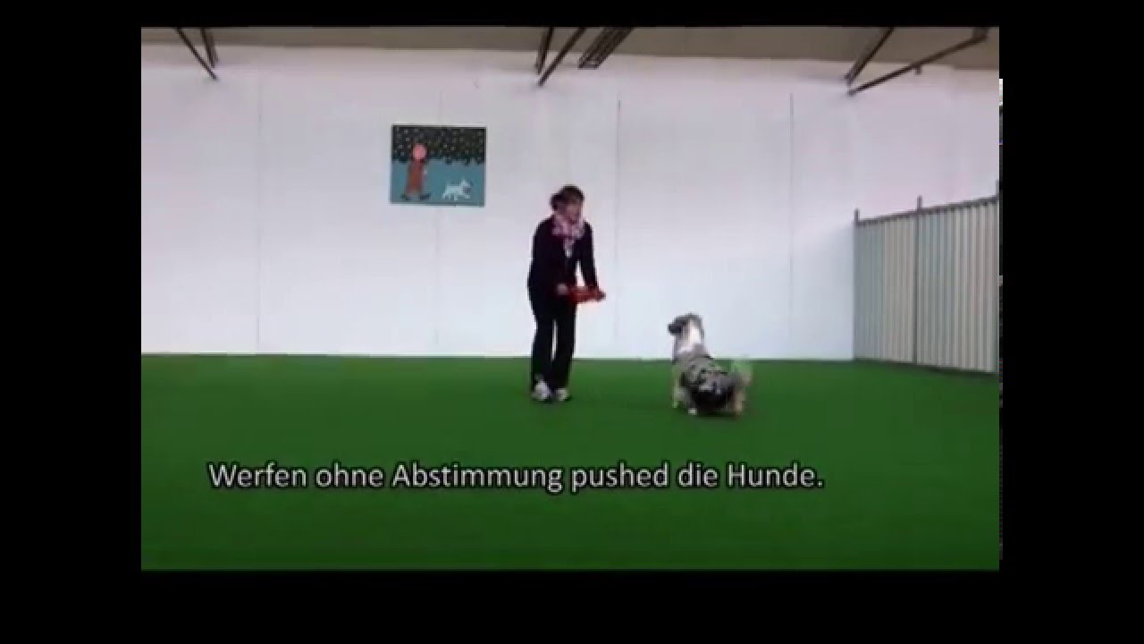 Warum Hundefrisbee mehr als nur Spaß ist