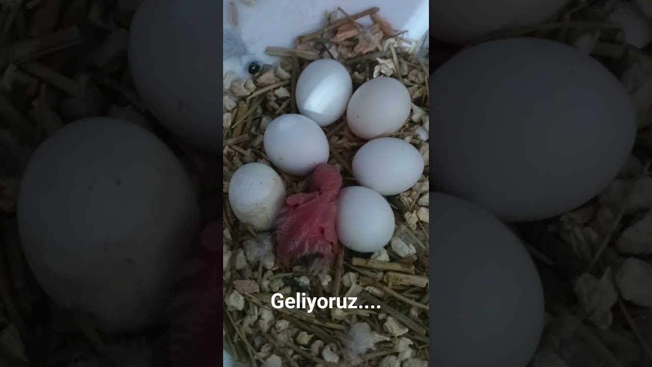 #showjumbo #evimdehobim @evimdehobim #show #jumbo #budgerigars #budgie #muhabbetkuşu