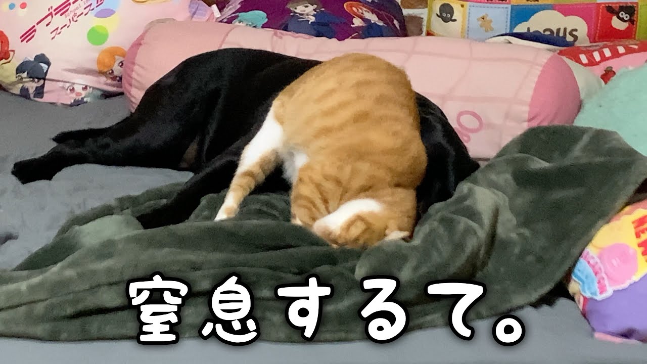 犬が猫にコロされかける。