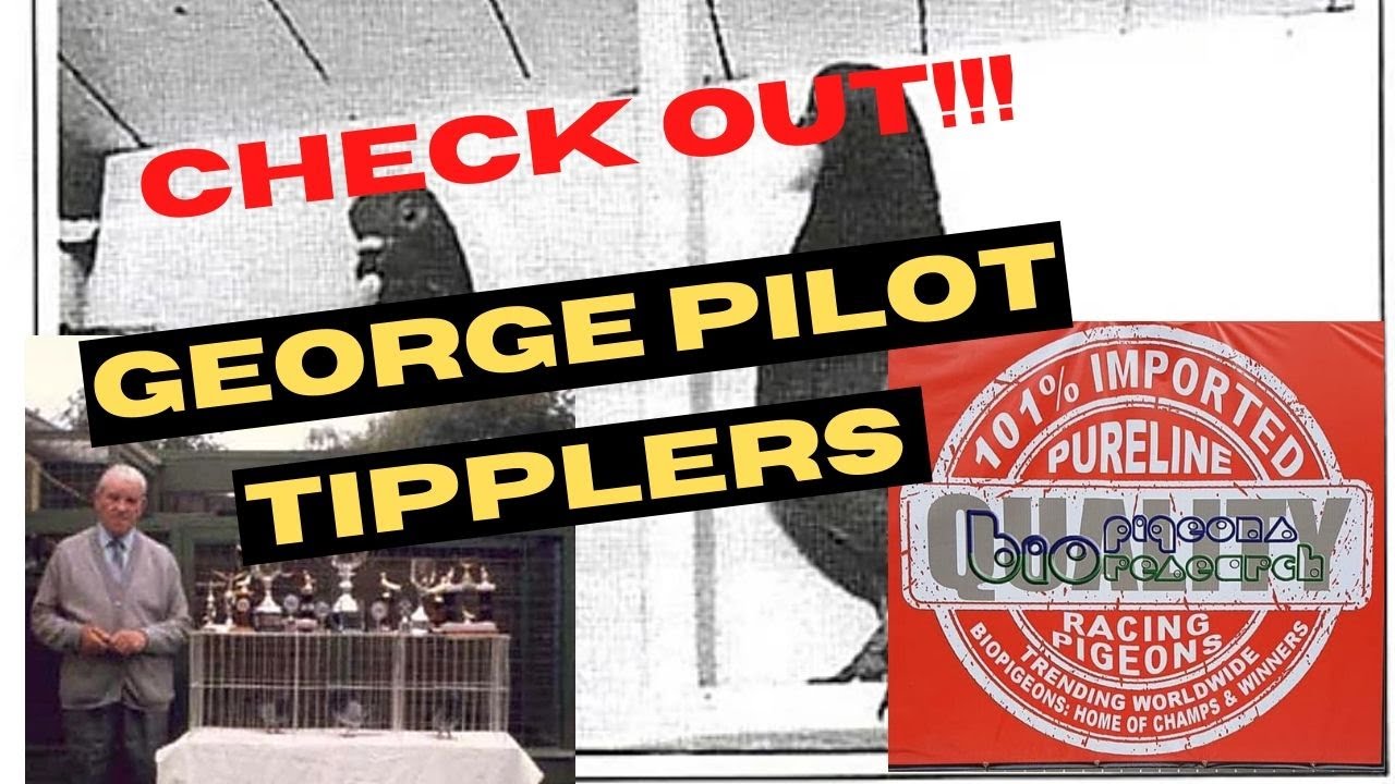 GEORGE PILOT TIPPLERS