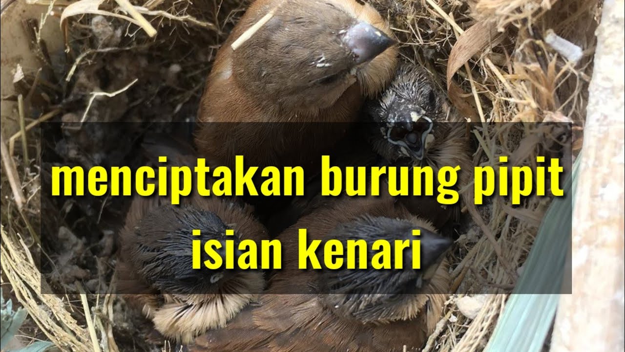 Cara menjadikan burung pipit/emprit bersuara KENARI