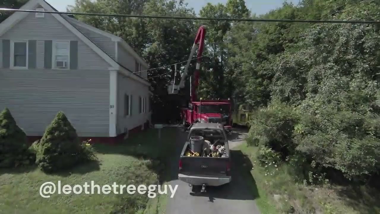Climb High Cut Small. Old school mile-high precision dismantling lumberjack tree remover and pruner.