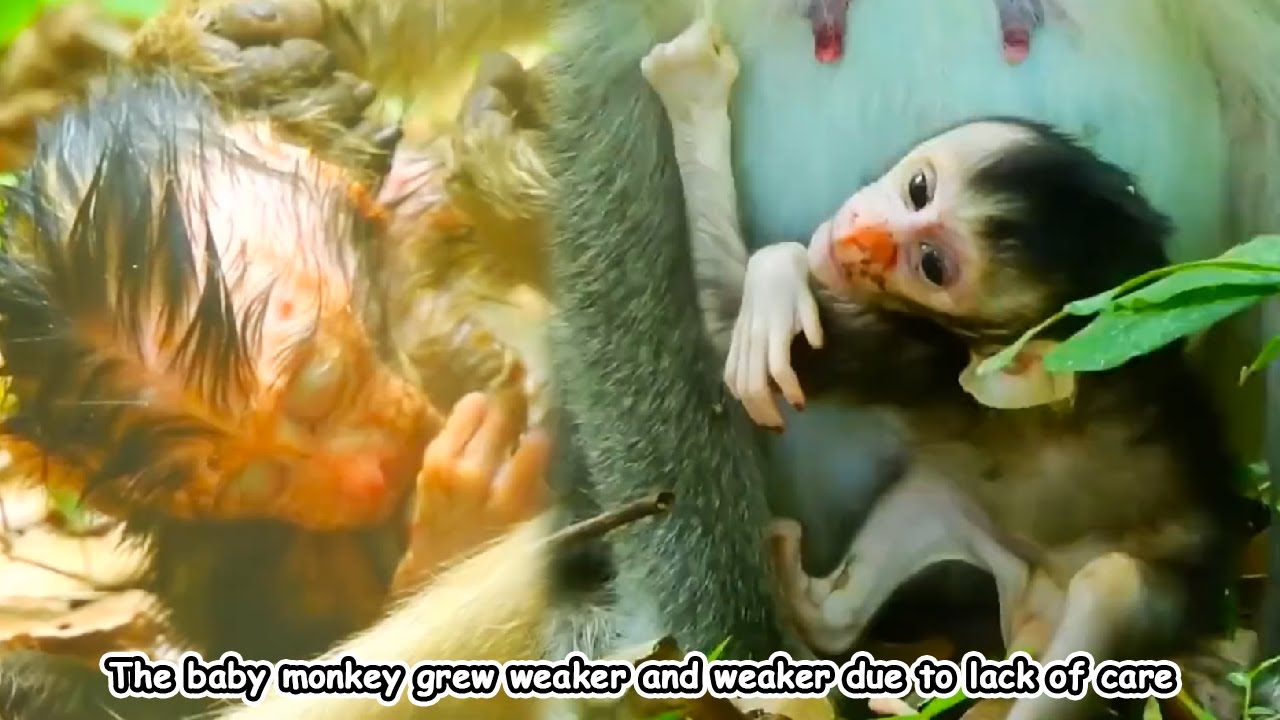 Mother monkey doesn’t know how to take care of her baby, causing the baby to grow weaker and weaker