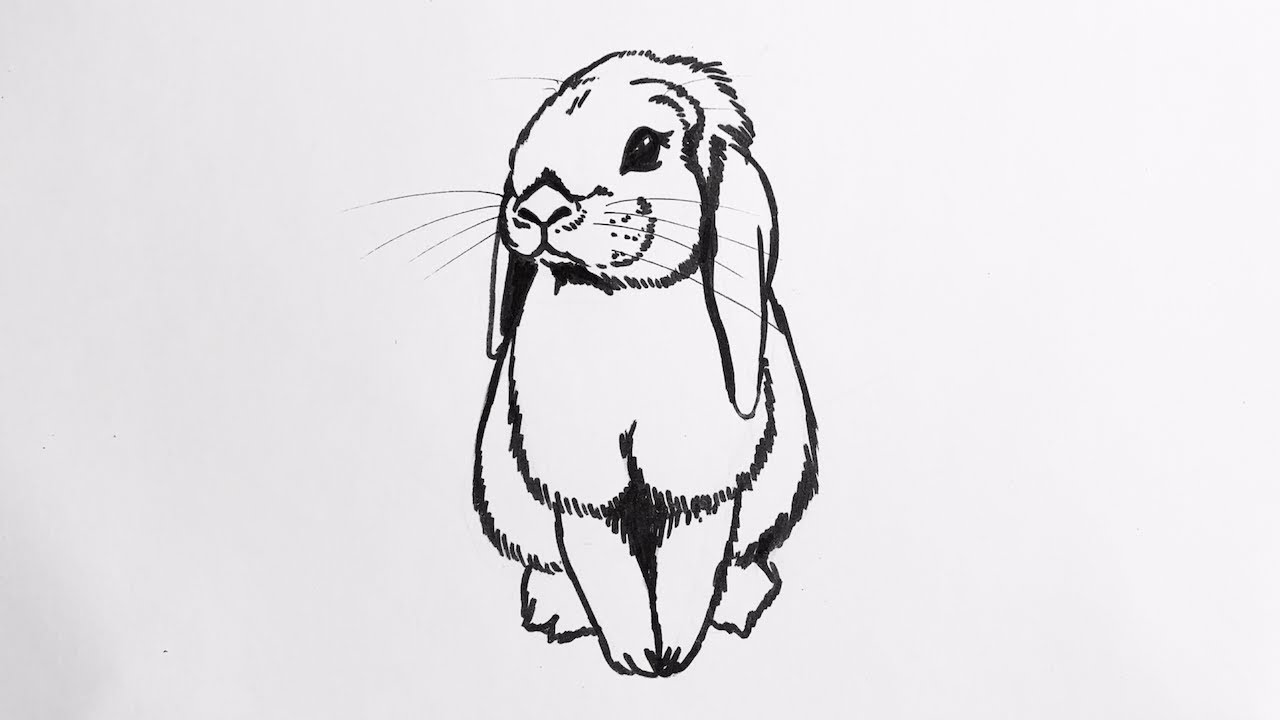 Как нарисовать вислоухого кролика для начинающих