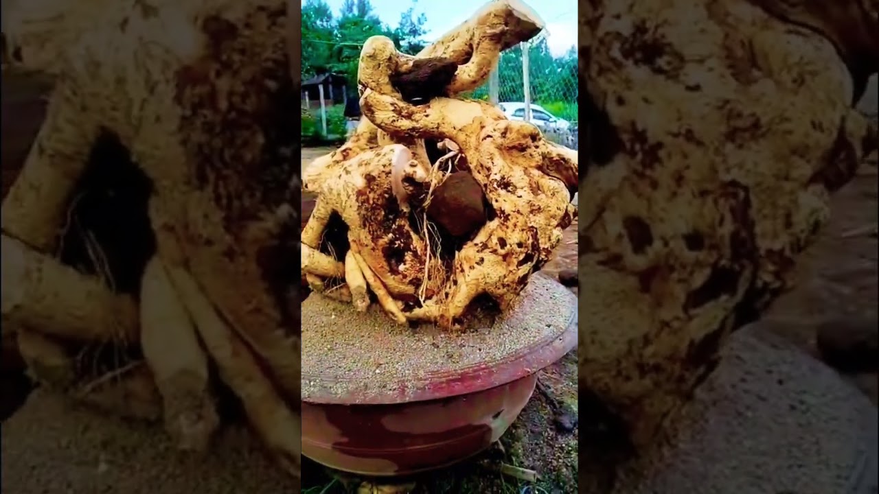 Duối củ nhập đội #bonsai #bonsaitihon #duoicu
