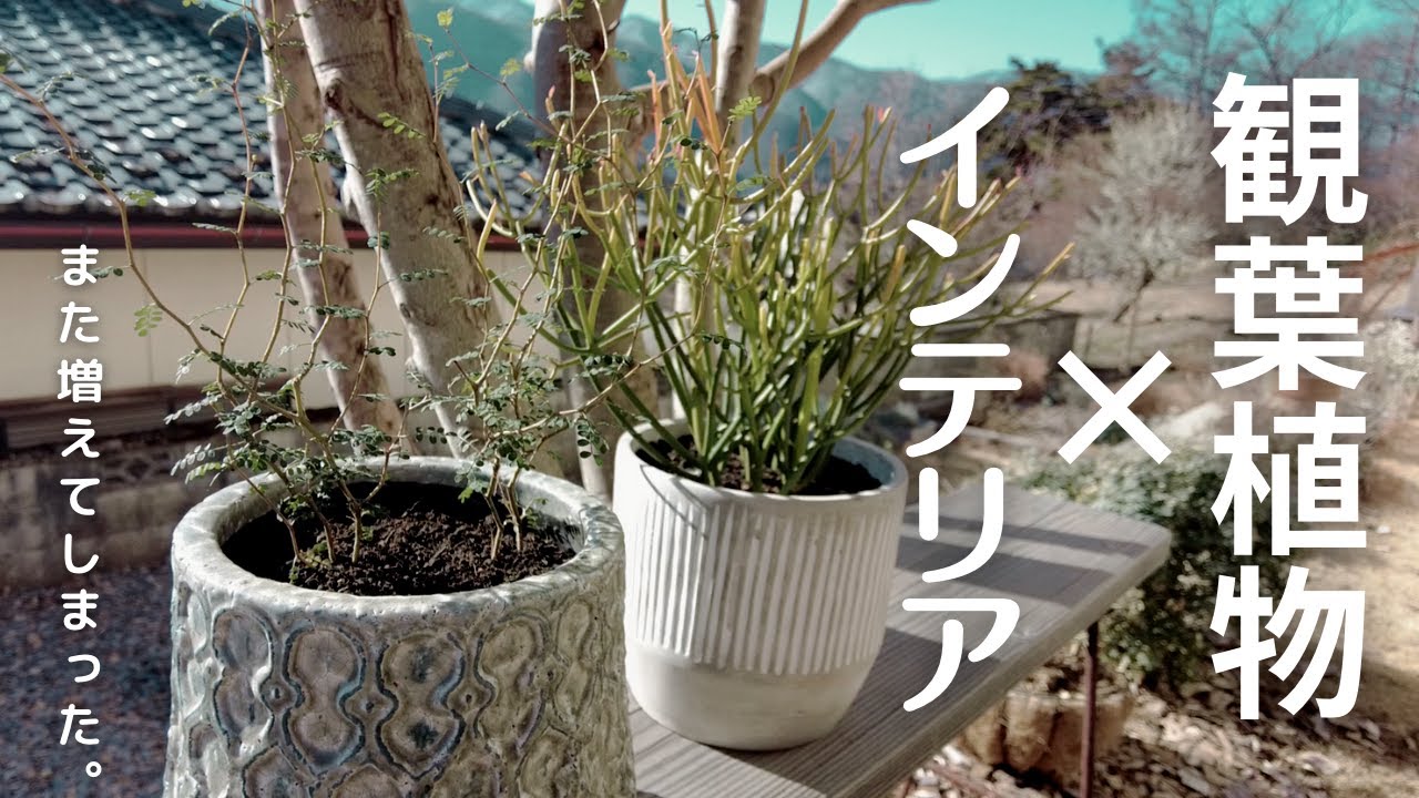 【安くオシャレに！】また買ってしまった観葉植物！ソフォラリトルベイビーとミルクブッシュの植え替え！