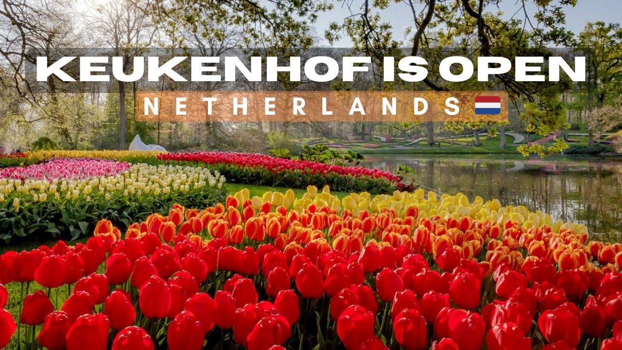 Keukenhof Tulip Garden , Netherland | Land of Tulips 🌷