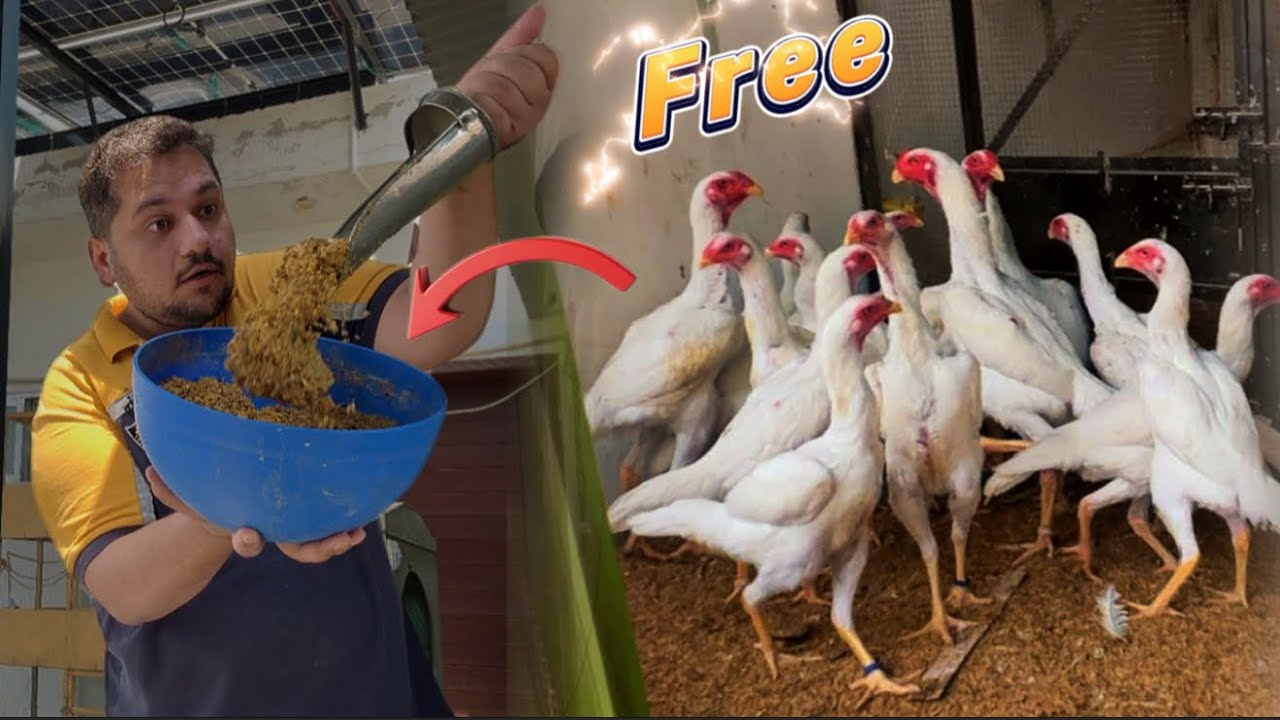 Free Food Chicken Farming 😎 King Shamo Aseel Murgi Palan, The World Biggest Aseel In Pakistani, Hsn