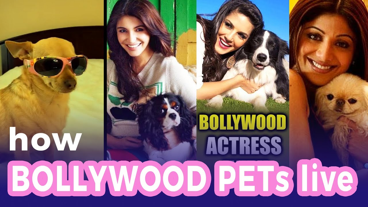 Bollywood Celebs Playing With Dogs Is Too Cute To Handle || Look How Funny