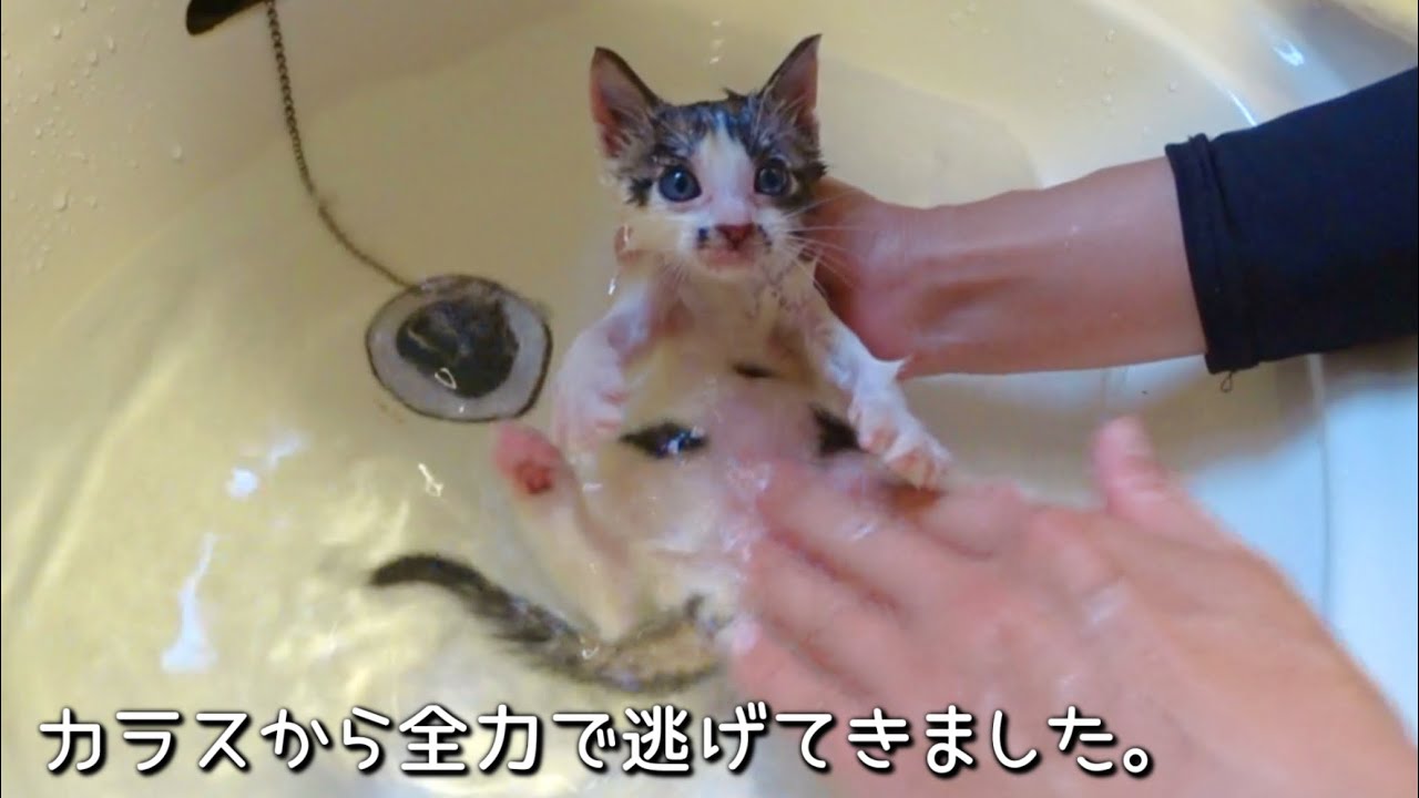 カラスの襲撃から助けを求め駆け寄ってきた子猫