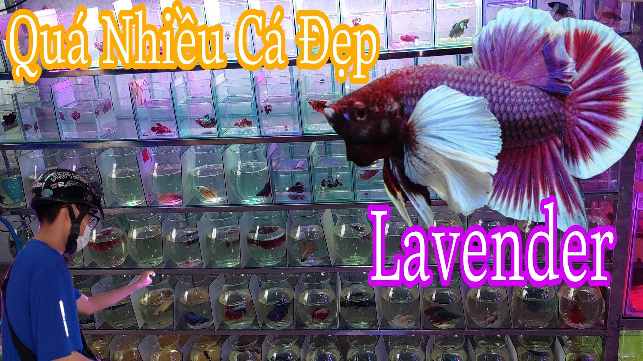 Dừng Chân Bên Shop Cá Kiểng Phát Hiện Quá Nhiều Cá Betta Đẹp Giá Rẽ
