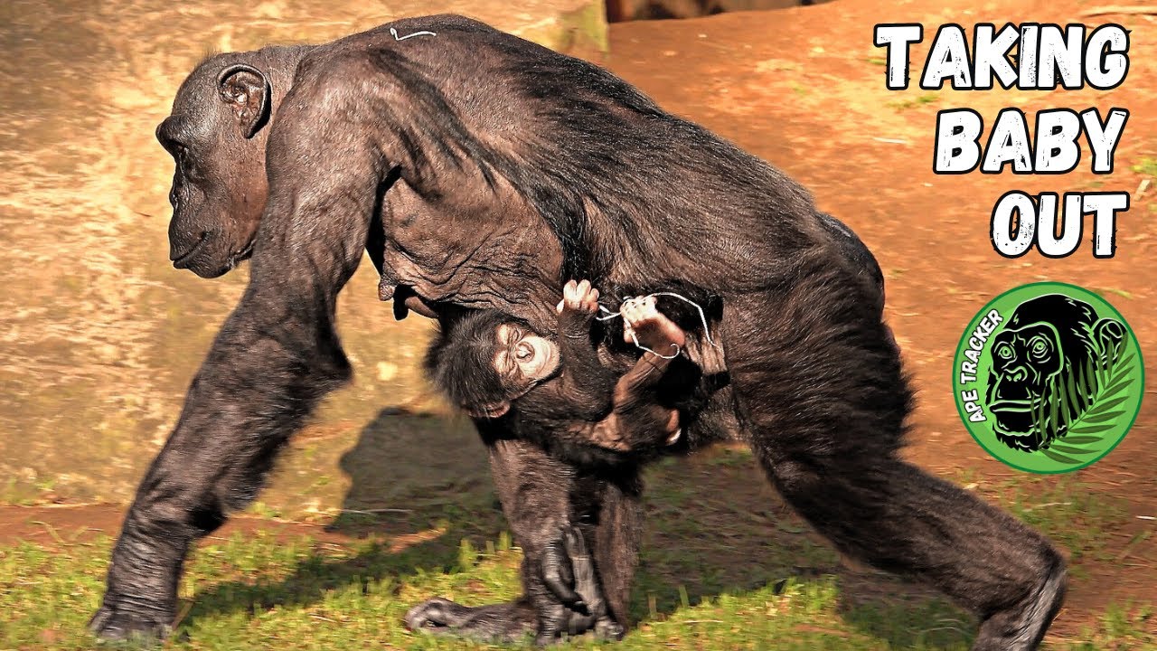 Adorable Baby Chimp's First Outdoor Adventure With Mom!