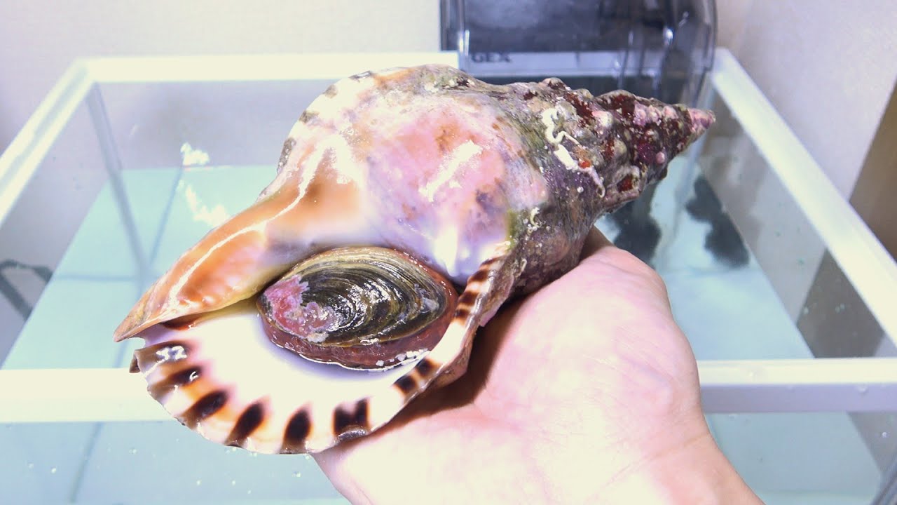 デパ地下で買ってきた瀕死のホラ貝を水槽に入れると・・・
