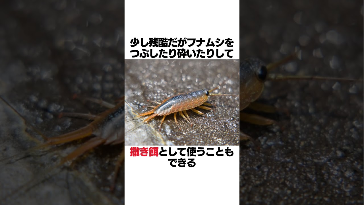 フナムシが釣りエサとして優秀すぎる‼️