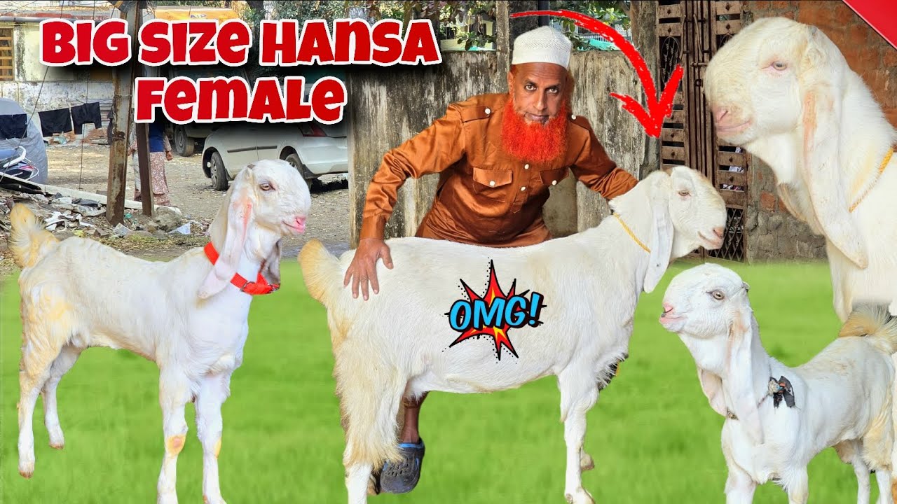 Экстремальное качество Hansa bachhe', звоните быстро ☎️ #hansagoats