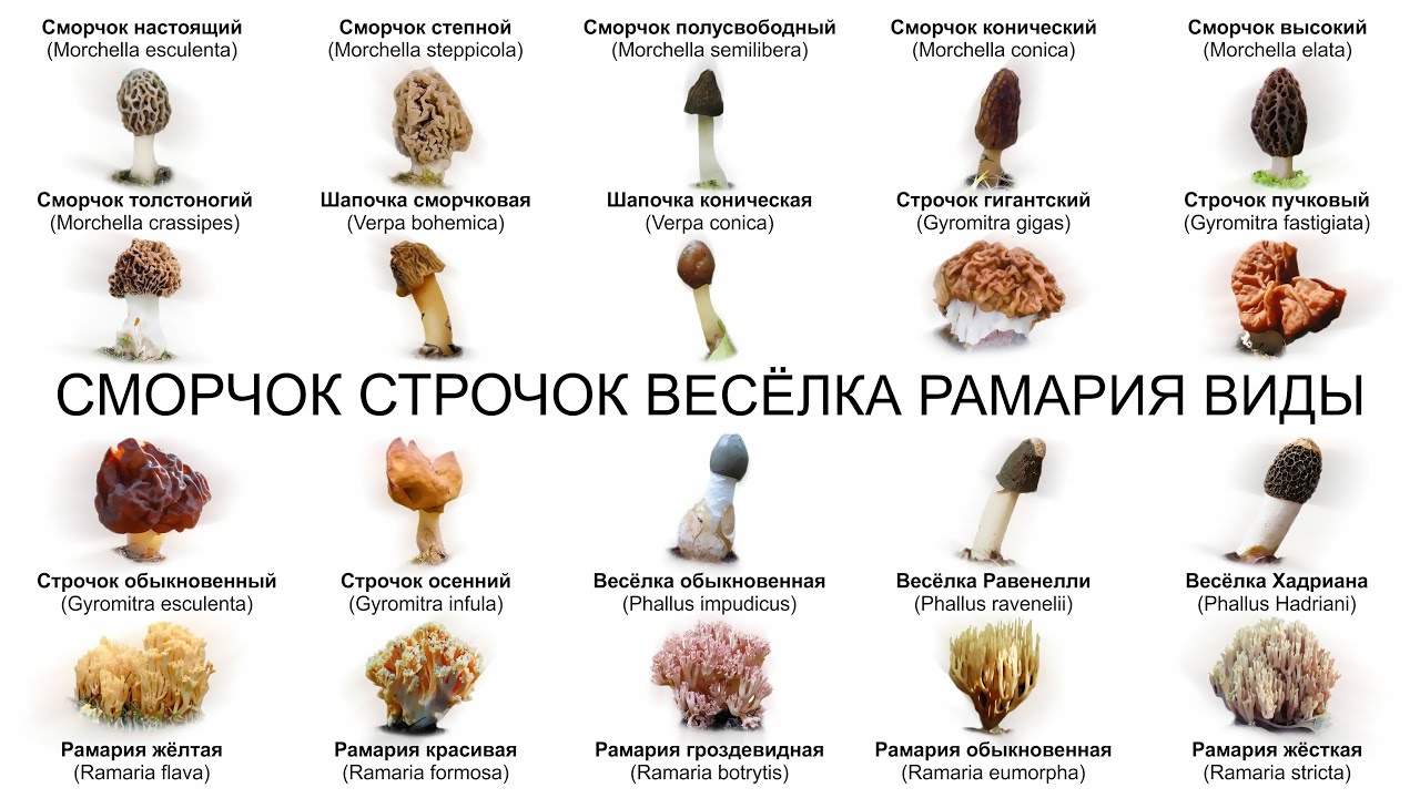 ГРИБЫ СМОРЧОК СТРОЧОК ВЕСЁЛКА РАМАРИЯ ВИДЫ