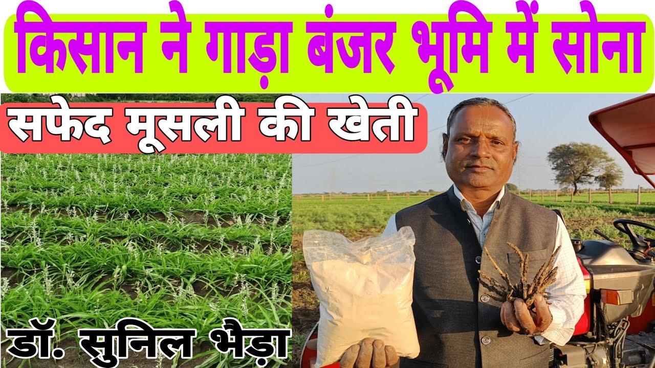 किसान ने गाड़ा बंजर भूमि में सोना/सिखे सफेद मूसली खेती के गुर राष्ट्रीय प्रगतिशील अवार्डी किसान से