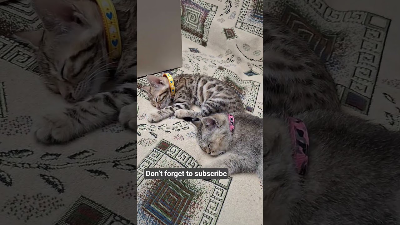 #cat #bengalcat #catshorts #shorts #kitten #chinchillacat #cute #кошка #котик #котенок #кот
