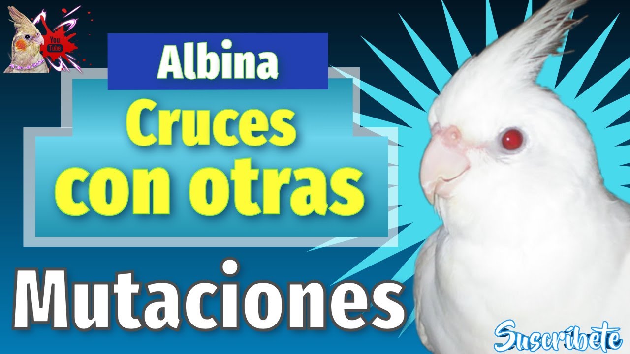 Si tienes un Macho Albino Este Video es Para Ti