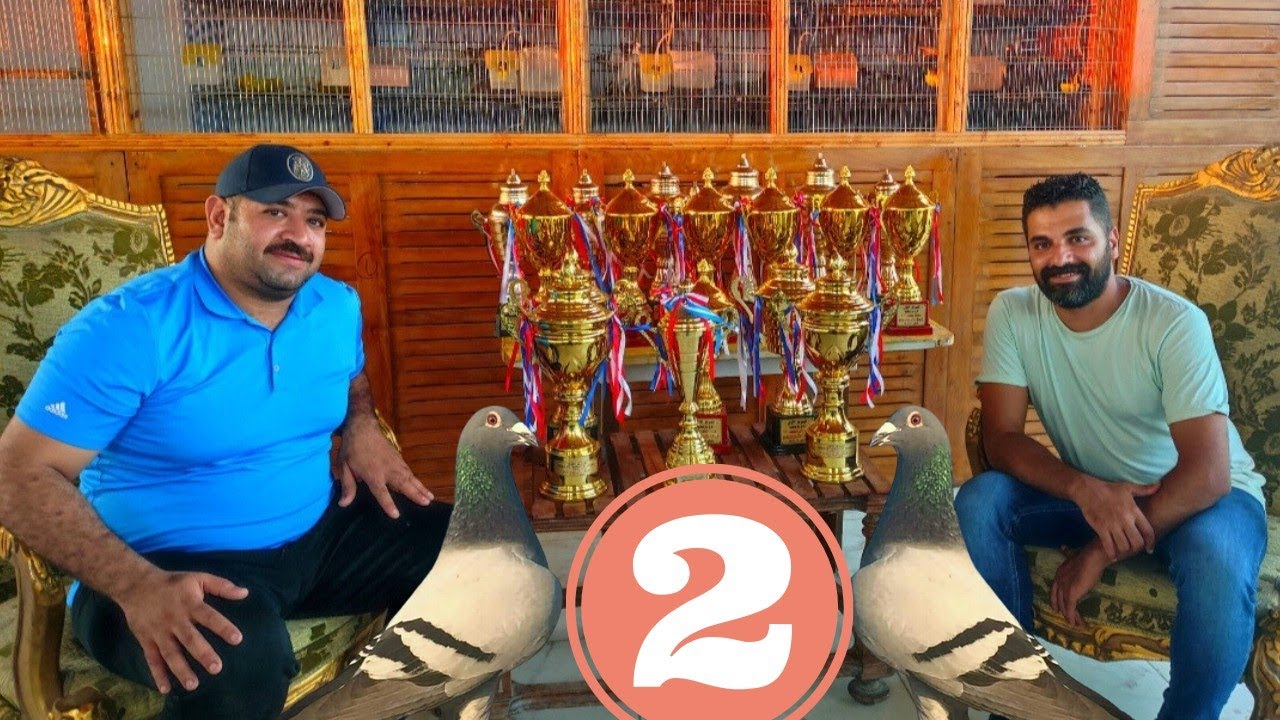 غيه الحمام الزاجل مع بطل مصر محمد سعد حمام الزاجل مصنع الابطال
