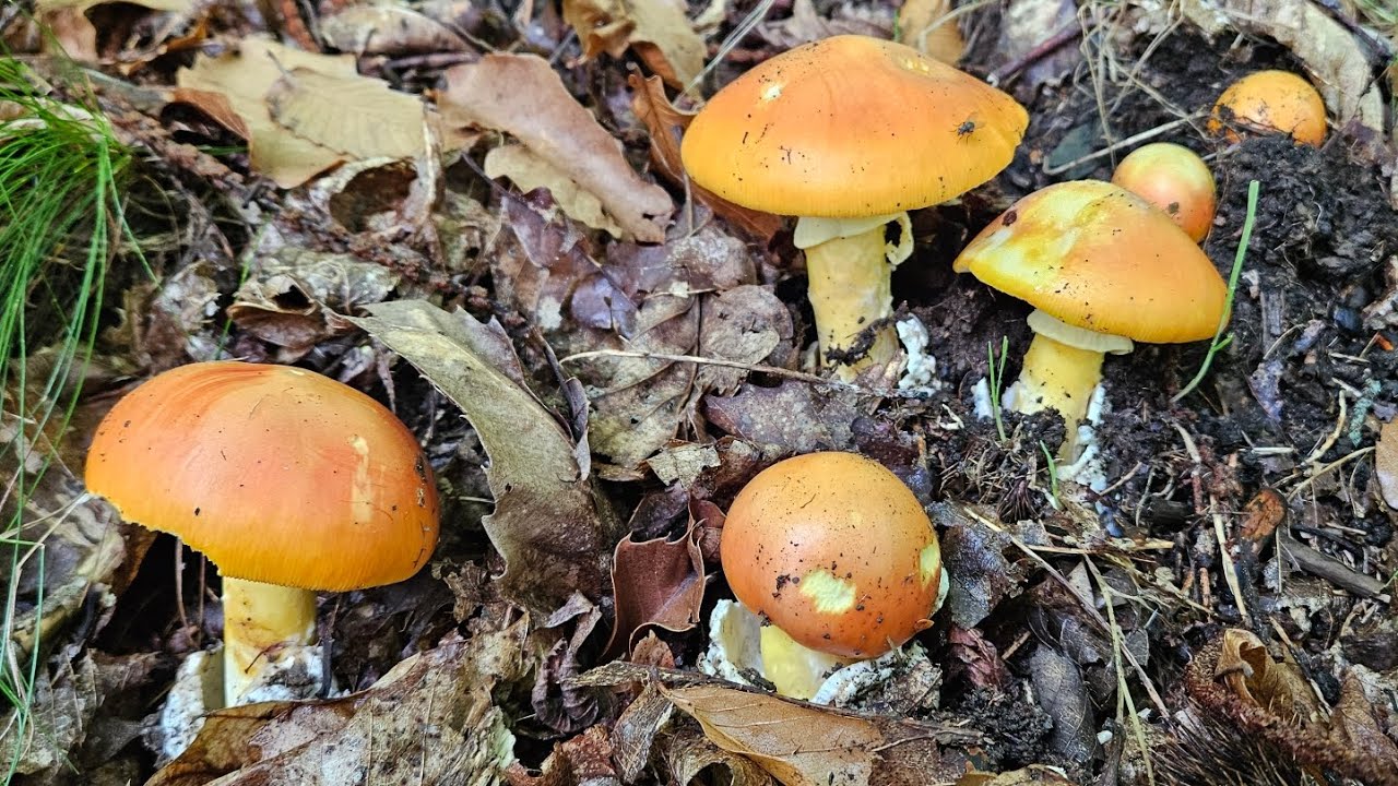 C&egrave;pes et Amanaites des C&eacute;sars 🥰! Cueillette du 17/09/25.