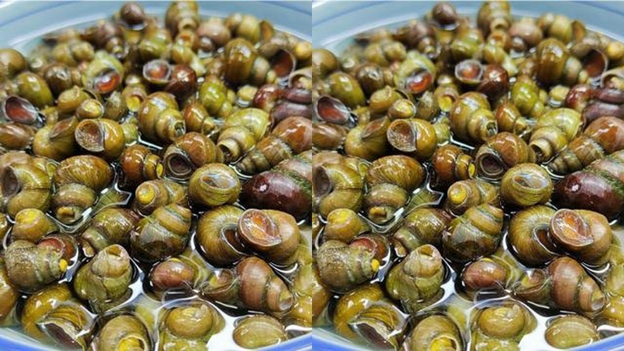 炒螺丝，切记不要直接下锅炒，教你正确方法，入味好吸还不上火#简单美食 #美食 #美食教程 #炒螺丝 #下酒菜 #我要上热门 
